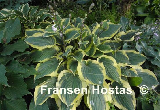 Hosta Strawberry Surprise